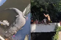 Braziliaanse manier om parkour een beetje extra spannend te maken door middel van krokodillen