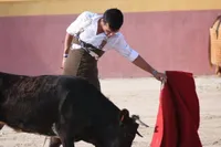 Typisch gevalletje FAFO: matador gaat KO na keihard pak rammel van stier in Madrid