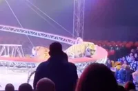 Tijger ontsnapt tijdens circusshow in Rostov en begeeft zich tussen het publiek