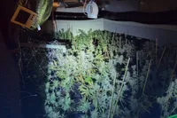 Agenten verwachten pizza, vinden complete wietkwekerij boven zaak in Rotterdam