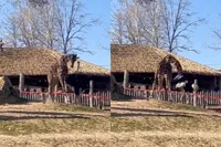 Daar zou Steve Irwin blij van zijn geworden: struisvogel vs giraffe