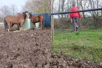 Hardnekkige paardenvoerder wordt even terechtgewezen