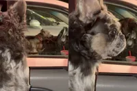 Hond heeft duidelijke mening over andere hond