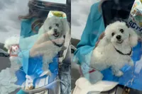 Je denkt: ‘Ik ga naar K3’ en krijgt een hond met een onderbroek