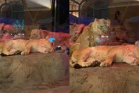 Leeuwinnen liggen lepeltje-lepeltje in dierentuin en internet smelt compleet weg