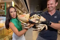 Live op tv gebeten door krab, maar verslaggever neemt keihard revanche