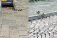 Niet elke video eindigt zoals je hoopt