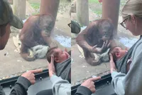 Orang-oetan ‘Jeffrey’ ziet baby en doet iets wat je niet per se op werk wilt kijken