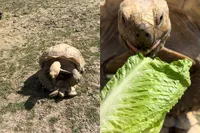 Schildpad krijgt snack tijdens seks en internet gaat compleet stuk om beelden uit Texas