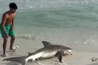 Alles perfect in Destin, Florida... behalve een gestrande haai die terug het water in moest