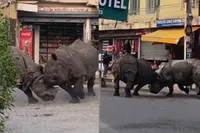 Twee flinke neushoorns vechten territoriumconflictje uit midden in Nepalese stad