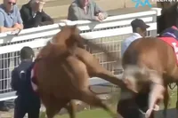 Paard deelt trap uit tijdens live tv-uitzending op Britse renbaan: Chloe goes flying