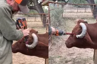 Koe bij de hoorns pakken wordt een probleem