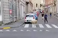 Schaap in Belgische Verviers wil niet op menu staat tijdens Offerfeest