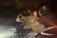 Schaap krijgt nog een laatste ritje op dag van het Offerfeest
