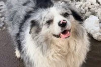 Bekende influencerhond Chutou gestolen en opgegeten terwijl baasje op reis was