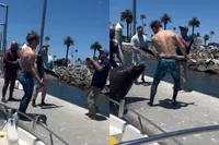 Zeeleeuw in San Diego heeft maling aan visser en gaat er met complete yellowtail vandoor