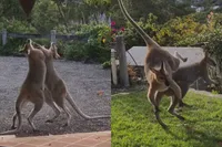 Twee kangoeroes krijgen ruzie en gaan los alsof het UFC in de outback is