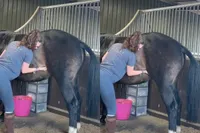 Paard heeft jeuk, daar weet de verzorgster een oplossing voor