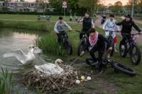 Viral AI-foto van 'zwanennest-slopers' zorgt voor complete internetheksenjacht
