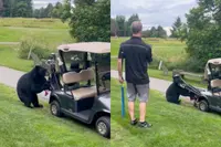  Beer steelt complete golftas op Canadese golfbaan en trekt zich niets aan van eigenaar