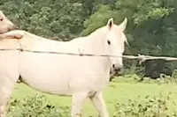 Paard probeert iets van een hoger niveau