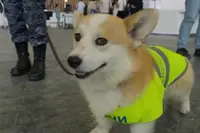 Maak kennis met Archie: de enige speurhond waarbij je hoopt dat hij je eruit pikt