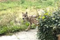 Man rondt klusje af en staat bij het naar buiten lopen ineens oog in oog met wolf in Epe