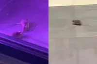 Bij Taco Bell in Rotterdam dansen de muizen, letterlijk!