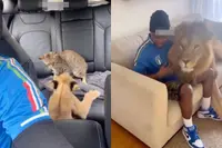 Leeuwenwelp en huiskat lijken de beste maatjes ooit, maar wacht maar tot hij groot is