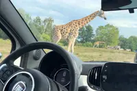Frans Sien krijgt autopech tussen de giraffen in Beekse Bergen