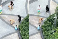 Er gaan zoveel dingen mis in deze video van honden die ruzie hebben