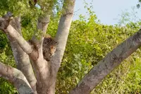 Jaguar pakt zwemmende kaaiman: wie wint er?