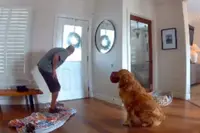 Golden retriever Nash probeert drie keer vriendjes te worden met inbreker