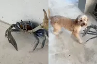 What in the Florida is dit: krab heeft een mes