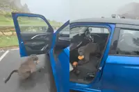 Ook lekker: apen in Zuid-Afrika nemen je hele auto over