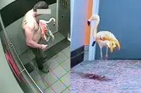 Canadees drinkt 30 tot 40 biertjes, neemt flamingo mee naar hotelkamer en riskeert jaren cel
