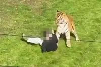 Man gaat tijgerverblijf binnen in Brits dierenpark en overleeft aanval niet