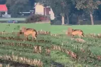 Ah, daarom zijn er minder hazen bij Huize Bloem in Apeldoorn