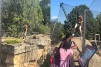 Na fatale tijgeraanval in Engeland gaan deze beelden uit Saint Louis Zoo opnieuw rond