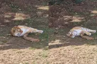 Man vroeg nog om foto met tijger op achtergrond, kort daarna liep het fataal af