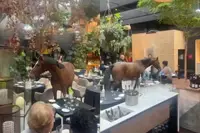 Paard kiest vijfsterrenhotel in België voor tussenstop en vertrekt pas na hondensnoepje