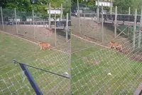 Beelden van tijgerverblijf Yorkshire Wildlife Park roepen vragen op: je lijkt er zo in te kunnen klimmen