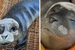 Bizar: Zeehondenpup aangetroffen op illegale rave in Groningen