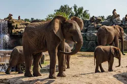 Tientallen dieren dood in Nederlandse dierentuin om mysterieuze reden