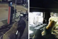 Bizar: Fatbike-tuig steelt tijger uit 'dierenwinkel' in Nijmegen