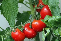 tomatoes 1561565 1920