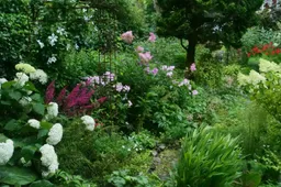 2025 Afbeelding tuin Tineke en Adri Out juli (1)