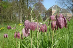 kievitsbloem april 11