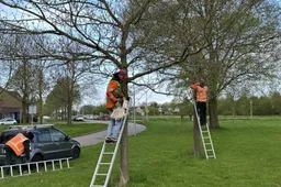 ophangen zakjes gaasvlieglarven gem almere